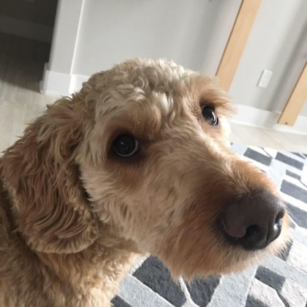 Meet your Posher, Maeve